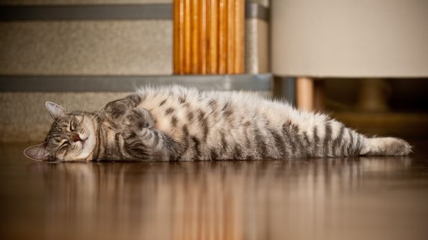 Кот спит на полу