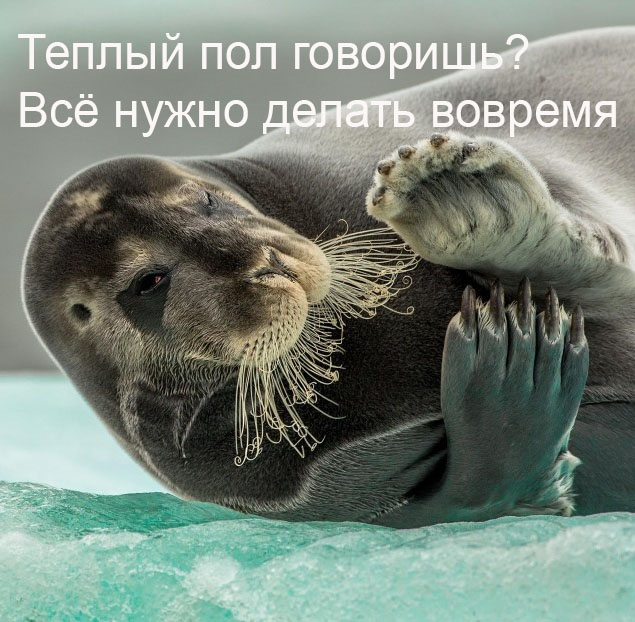 тюлень на льду