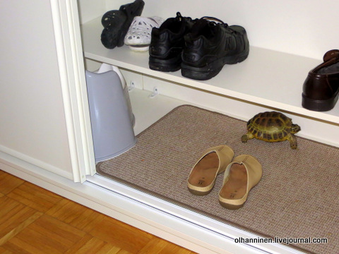 черепаха залезла в шкаф на коврик